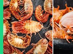 Image result for Giant Isopod Cooking