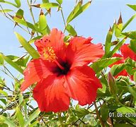 Image result for Names and Pitures of the Flowers in Brazil