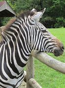 Image result for Z Zebra Book