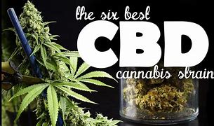 Image result for Best Marijuana Strains CBD