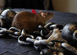 Image result for Halloween Rat Skeleton
