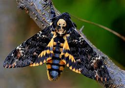 Image result for acherontia_atropos