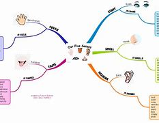 Image result for Body Senses Concept Map