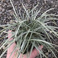 Image result for Ophiopogon japonica Minor