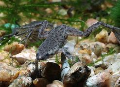 Image result for Pictures of a Baby African Dwarf Frog