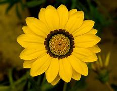 Image result for Macro Photography of Nature