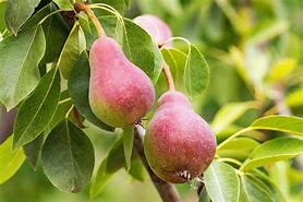 Image result for Monterey Pear