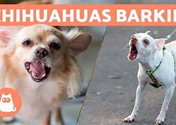 Image result for Chihuahua Barking Meme