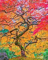 Image result for Autumn Japanese Garden