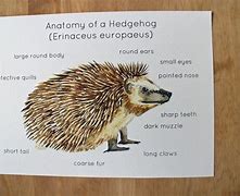 Image result for Anatomy of a Hedgehog