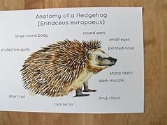 Image result for Hedgehog Body Parts