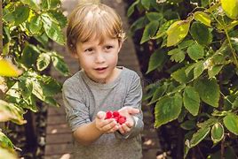 Image result for Kids Picking Fruits