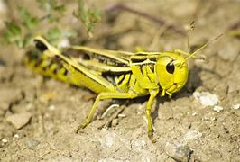 Image result for Cricket Insect Facts