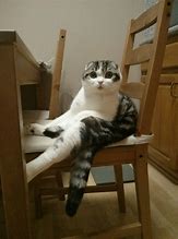 Image result for Sitting Cat Meme