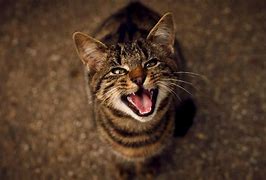 Image result for Cat Meow Sound