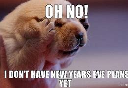 Image result for Happy New Year Animal Meme 2019