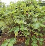 Image result for Fig Tree Branches