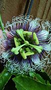 Image result for Weird Flowers in Canada