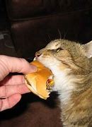 Image result for Cat Biting Eating Food in Meme