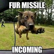Image result for Dog Memes 2019 Military