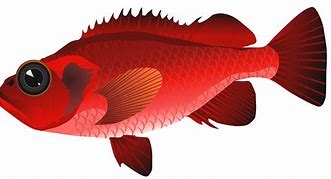 Image result for Red Fish Cartoon Clip Art