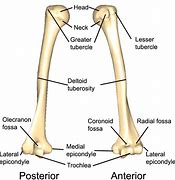Image result for Short Bones in the Limbs