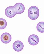 Image result for Cell Going through Mitosis