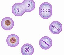 Image result for All Phases of Cell Cycle