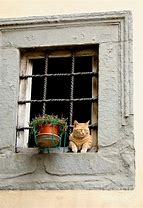 Image result for Female Cat in Window Well