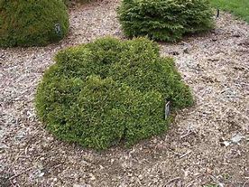 Image result for Chamaecyparis pisifera Golden Pincushion