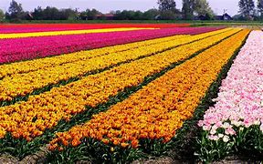 Image result for Tulip Fields Aerial