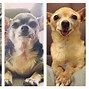 Image result for Senior Chihuahua