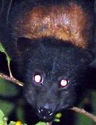 Image result for Ugly Scary Flying Foxes