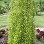 Image result for Caragana arborescens