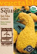 Image result for Yellow Crookneck Squash Life Cycle Images