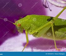 Image result for Monster Cricket Insect Cartoon