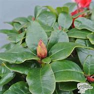 Image result for Rhododendron (F) Elizabeth