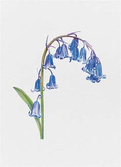 Foxglove Sweet Pea and Bluebell Watercolour Print - Etsy | Wildflower drawing, Bluebells flower tattoo, Flower drawing