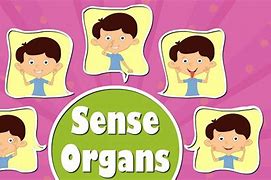 Image result for Preschool Lesson On the 5 Senses
