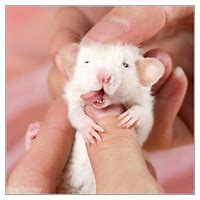 Image result for Happy Pet Rat