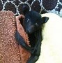 Image result for Flying Fox Bat Babies