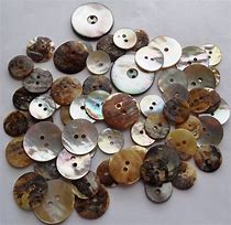 Image result for Pinna Shell Buttons