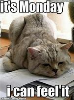 Image result for Crazy Monday Cat Image