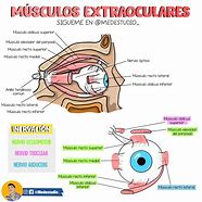 Image result for Musculos Extraoculares