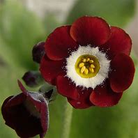 Image result for Primula auricula Dales Red