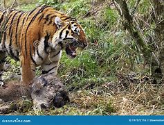 Image result for Siberian Tiger Killing