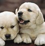 Image result for Very Cute Baby Dogs