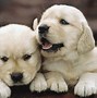 Image result for BabyDog Wallpaper