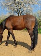 Image result for English Horse Breeds