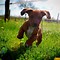 Image result for Cute Dogs Running